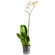 White Phalaenopsis orchid in a pot. Volgograd